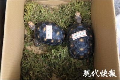 豬鼻龜吧 百度貼吧：豬鼻龜怎么養？