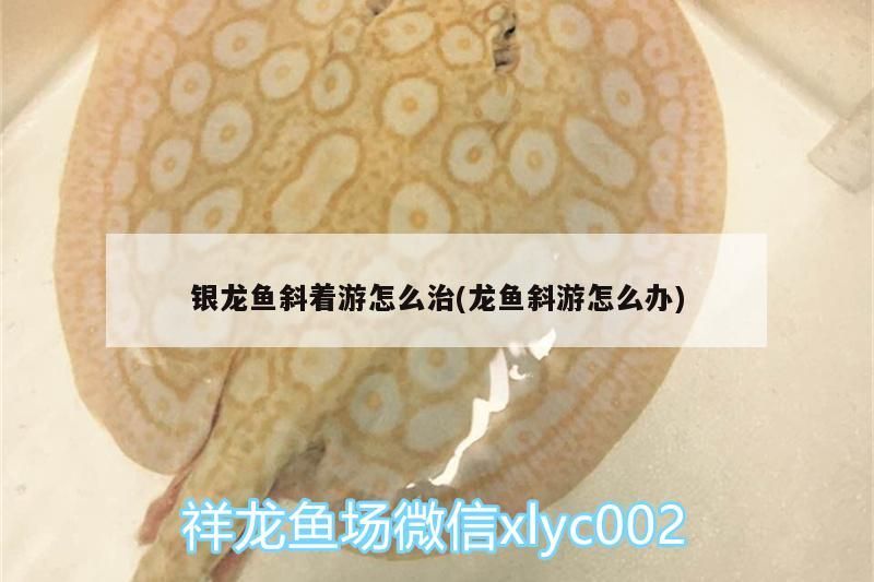 龍魚 銀龍魚斜著游怎么治(龍魚斜游怎么辦) 銀龍魚百科 銀龍魚斜著游怎么治(龍魚斜游怎么辦) 銀龍魚斜著游怎么治(龍魚斜游怎么辦) 銀龍魚百科