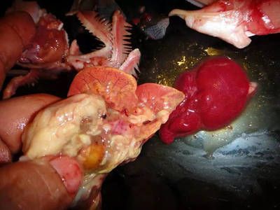 龍魚病毒性感染癥狀表現(xiàn)有哪些