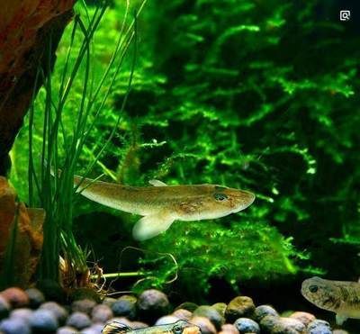 最大的蝦虎魚種類：最大的蝦虎魚種類是什么