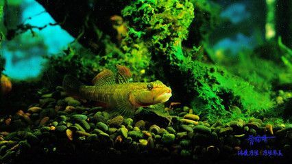 最大的蝦虎魚種類：最大的蝦虎魚種類是什么