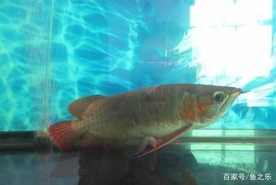 龍魚立鱗治好了結果趴缸了怎么回事vs祥龍魚場：龍魚立鱗病治愈后出現趴缸現象