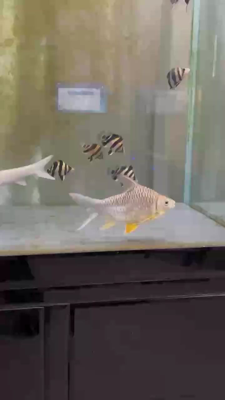 印尼三紋虎