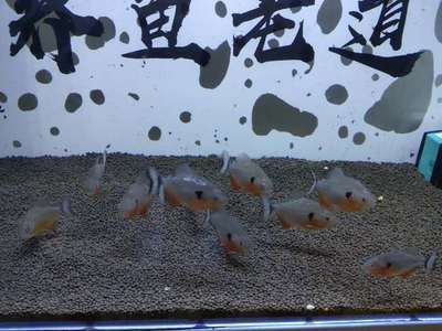虎魚身形怎么培養:虎魚的身形怎么培養 虎魚百科 第2張 虎魚身形怎么培養:虎魚的身形怎么培養 虎魚身形怎么培養:虎魚的身形怎么培養 虎魚百科 第2張