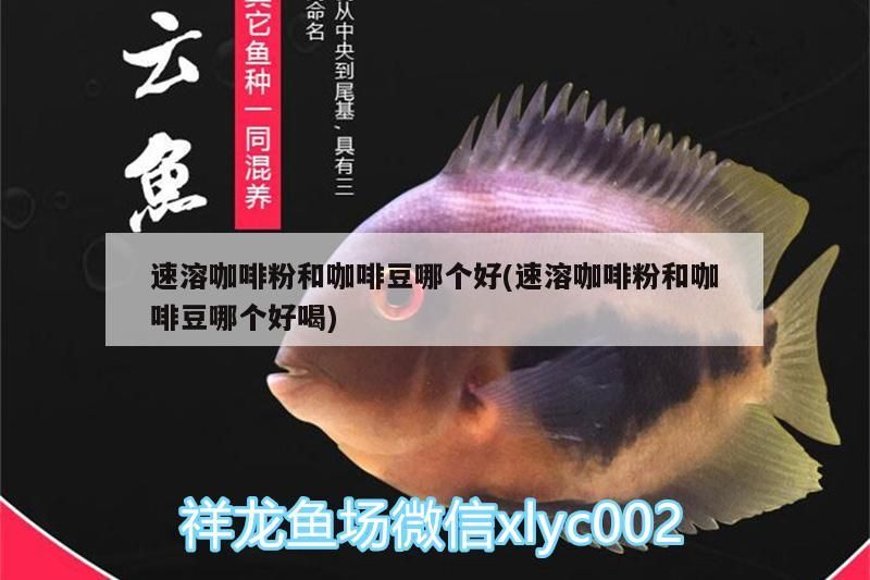 速溶咖啡粉和咖啡豆哪個好(速溶咖啡粉和咖啡豆哪個好喝)