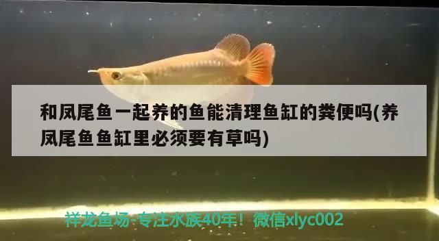 和鳳尾魚一起養的魚能清理魚缸的糞便嗎(養鳳尾魚魚缸里必須要有草嗎)