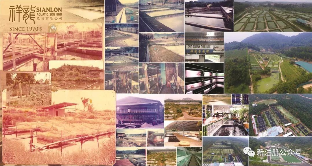 祥龍魚場 -- 傳承兩代人的觀賞魚企業(yè)