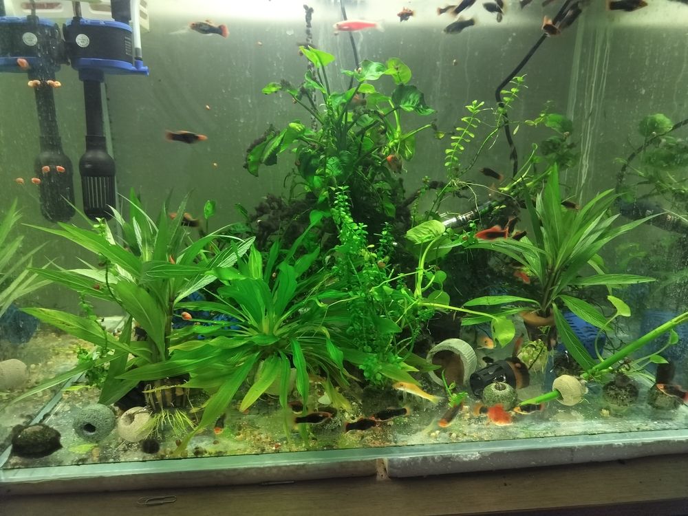 弄點新水草