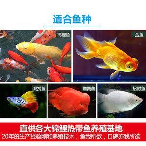 觀賞魚苗養殖技術視頻（觀賞魚養殖技術的起源和發展歷程）