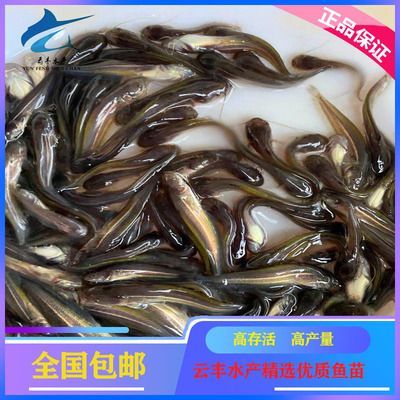 觀賞魚苗養殖技術視頻（觀賞魚養殖技術的起源和發展歷程）