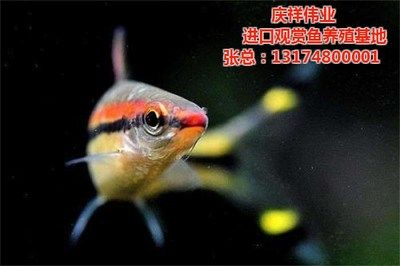 觀賞魚苗養(yǎng)殖技術(shù)視頻（觀賞魚養(yǎng)殖技術(shù)的起源和發(fā)展歷程）