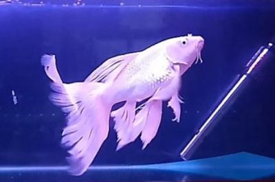 30公分蝴蝶鯉在1,5米的魚缸能喂幾條：1.5米的魚缸養(yǎng)幾條蝴蝶鯉 30公分蝴蝶鯉在1,5米的魚缸能喂幾條：1.5米的魚缸養(yǎng)幾條蝴蝶鯉 魚缸百科 第3張