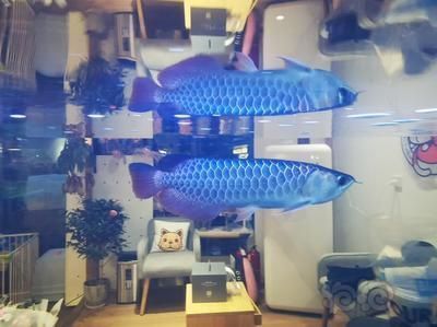 藍龍魚和紅龍魚哪個貴：藍龍魚和紅龍魚的價格差異