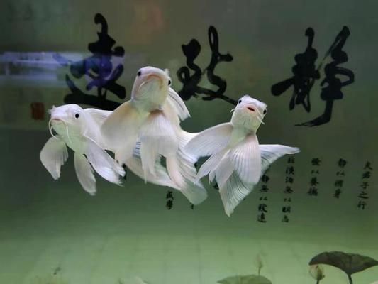 30cm的魚缸可以養蝴蝶鯉嗎：30cm的魚缸不適合養蝴蝶鯉，建議選擇一個更大一些的魚缸