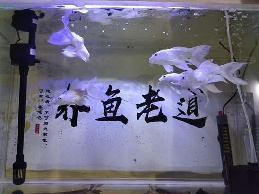 30cm的魚缸可以養蝴蝶鯉嗎：30cm的魚缸不適合養蝴蝶鯉，建議選擇一個更大一些的魚缸