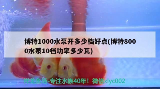 博特1000水泵開多少檔好點(博特8000水泵10檔功率多少瓦)