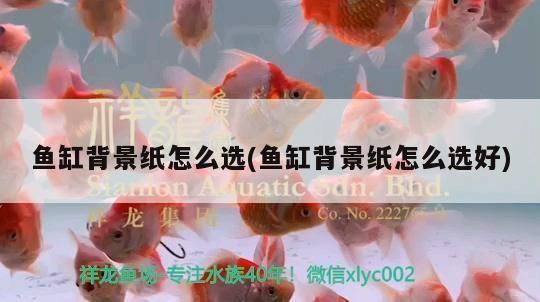 紅龍魚魚缸背景紙畫：關于紅龍魚魚缸背景紙畫的一些詳細信息