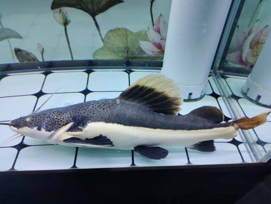 金龍魚不吃食可能是哪些疾病？，金龍魚不吃食可能是由多種疾病引起的，可能是由多種疾病引起的