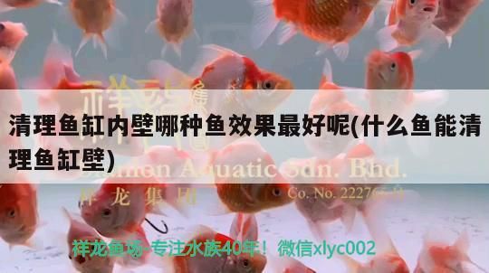 清理魚缸內(nèi)壁哪種魚效果最好呢(什么魚能清理魚缸壁) 清理魚缸內(nèi)壁哪種魚效果最好呢(什么魚能清理魚缸壁) 可麗愛(ài)魚缸