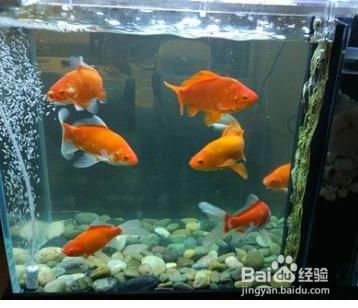 上海亞彩魚缸價格（上海亞彩魚缸價格表）