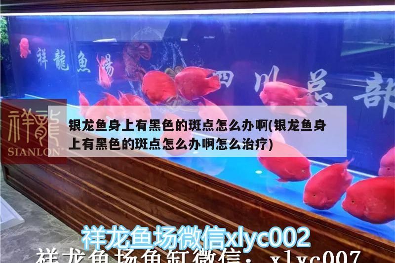 銀龍魚身上有黑色的斑點怎么辦啊(銀龍魚身上有黑色的斑點怎么辦啊怎么治療)