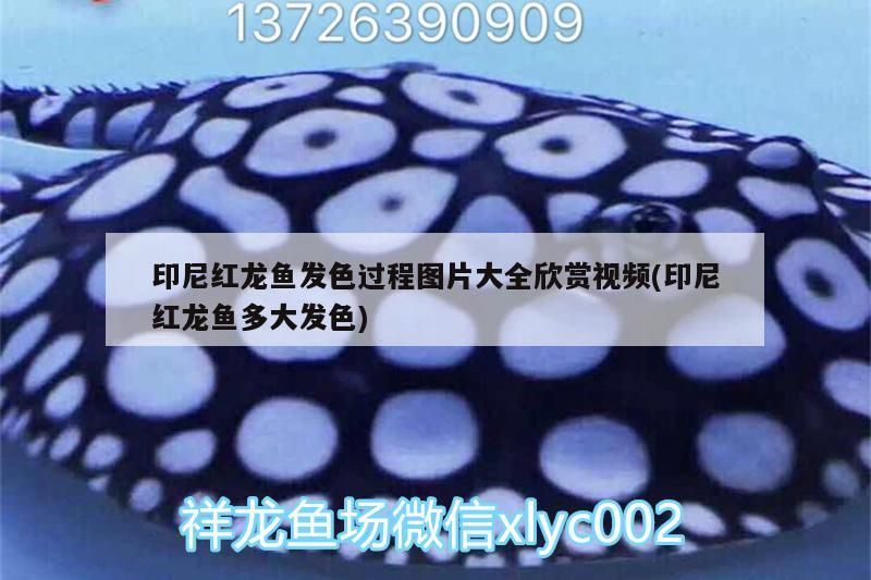 印尼紅龍魚發(fā)色過程圖片大全欣賞視頻(印尼紅龍魚多大發(fā)色)