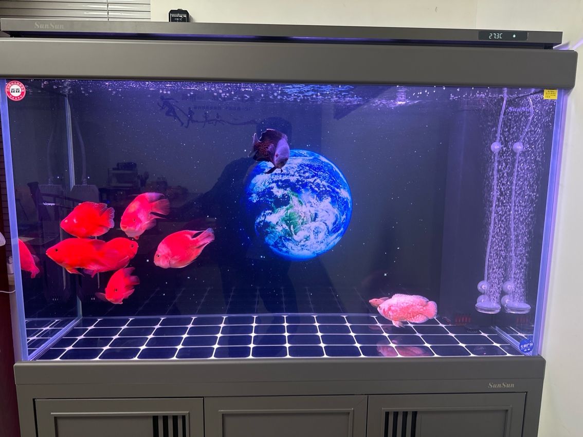 想養龍魚