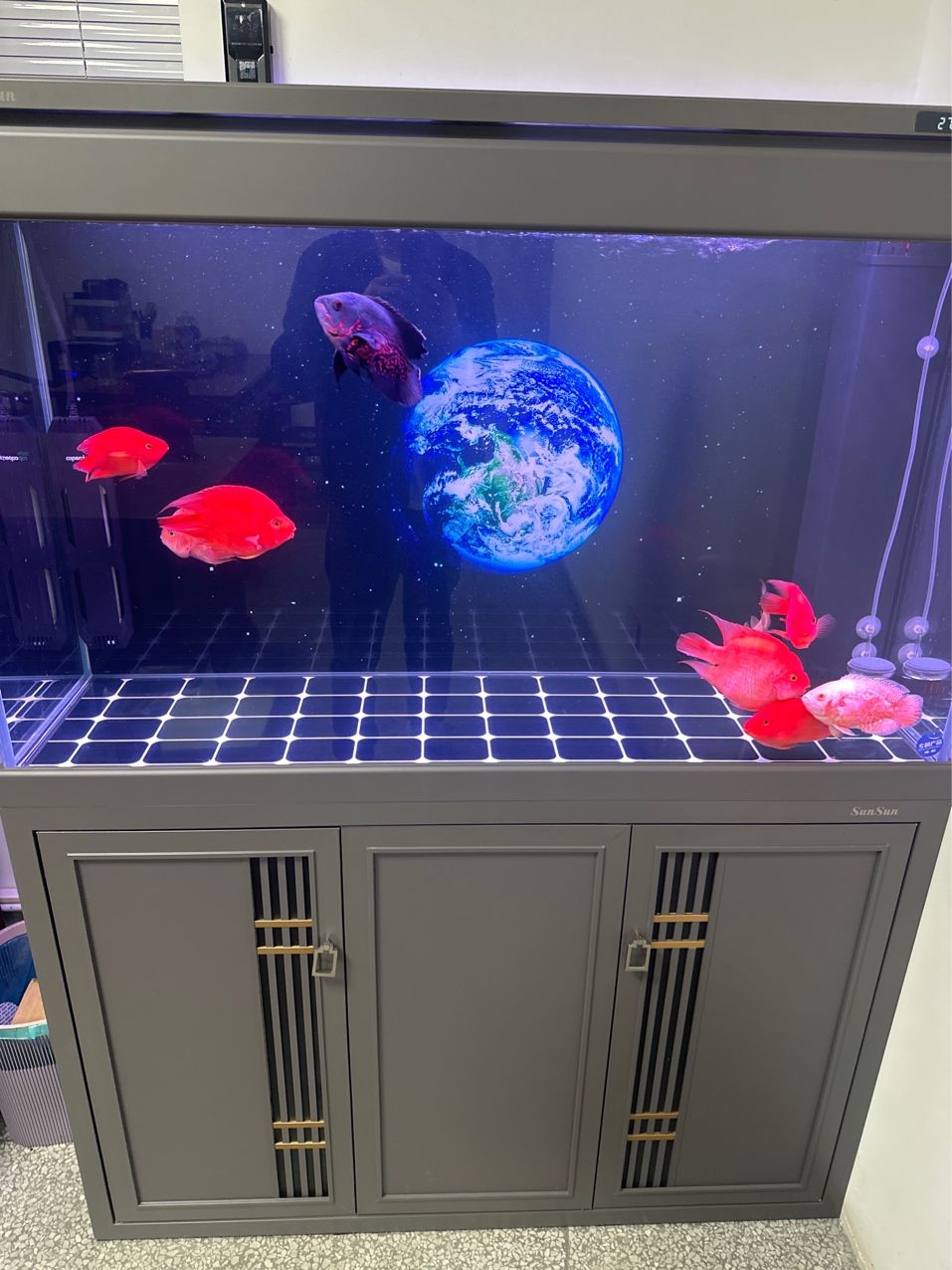 想養龍魚