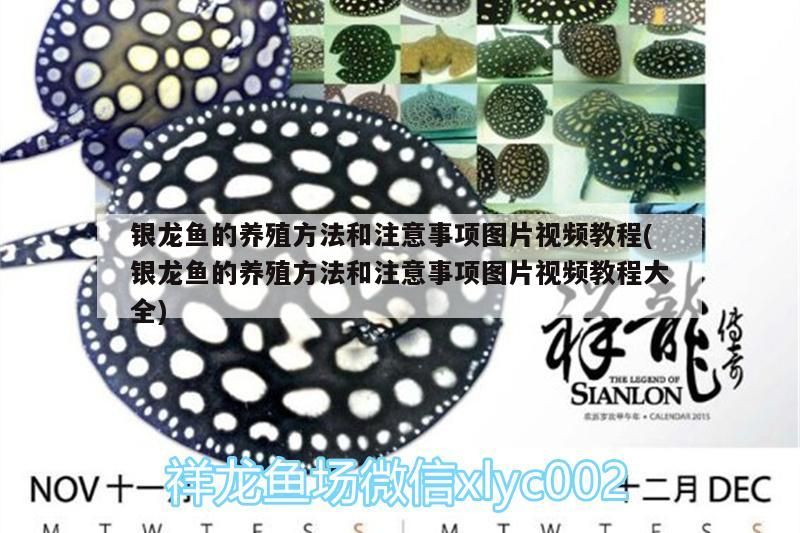 銀龍魚的養殖方法和注意事項圖片視頻教程(銀龍魚的養殖方法和注意事項圖片視頻教程大全)