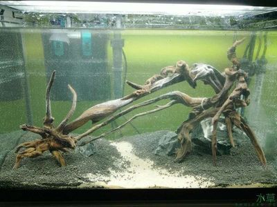 60公分魚缸造景效果圖片：60公分魚缸造景效果圖片及注意事項及注意事項