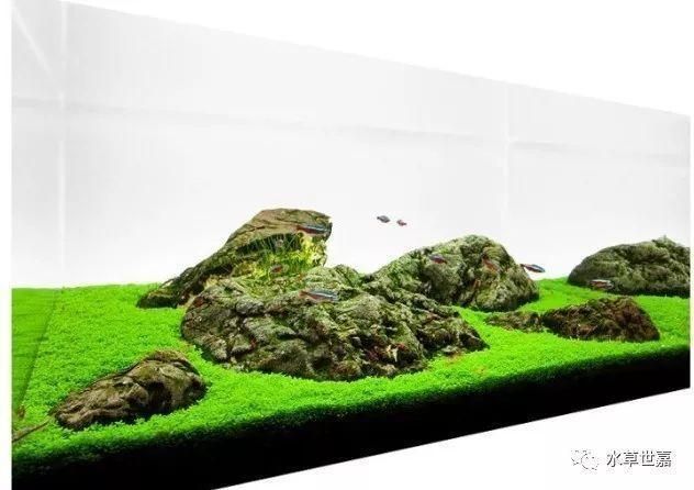 60公分魚缸造景效果圖片：60公分魚缸造景效果圖片及注意事項及注意事項