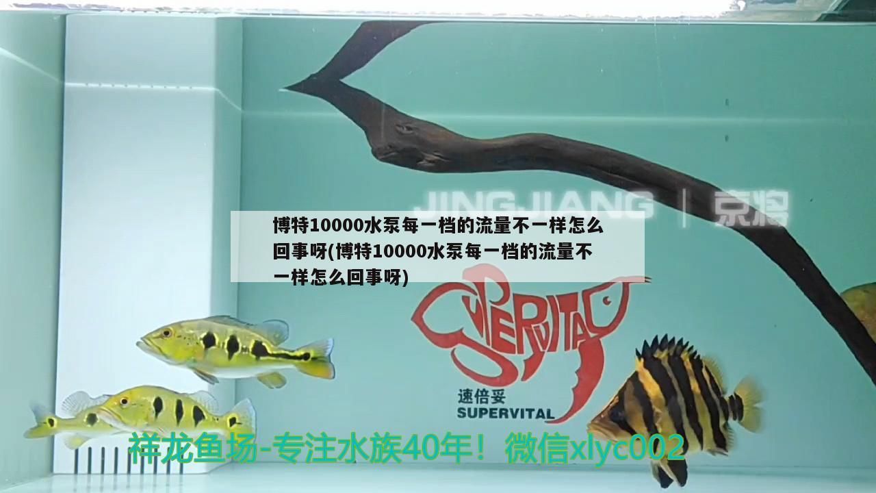 博特10000水泵每一檔的流量不一樣怎么回事呀(博特10000水泵每一檔的流量不一樣怎么回事呀) 博特10000水泵每一檔的流量不一樣怎么回事呀(博特10000水泵每一檔的流量不一樣怎么回事呀) 博特水族