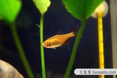 好看兇猛觀賞魚（世界十大最兇猛的觀賞魚品種，羅漢魚兇猛的觀賞魚品種）