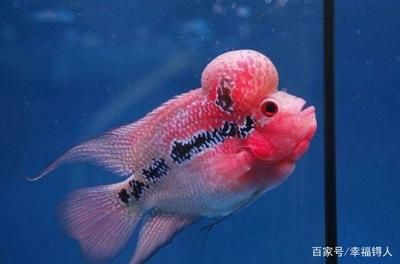 好看兇猛觀賞魚（世界十大最兇猛的觀賞魚品種，羅漢魚兇猛的觀賞魚品種）