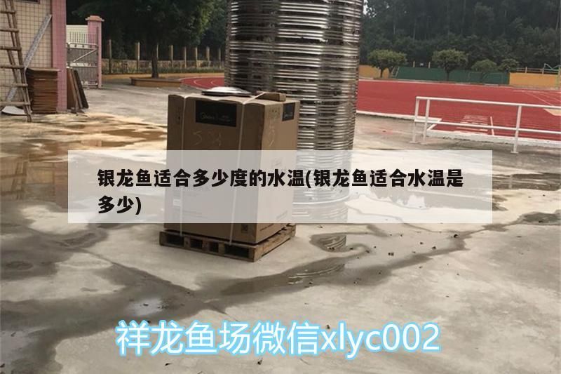 觀賞魚 銀龍魚適合多少度的水溫(銀龍魚適合水溫是多少) 銀龍魚百科 銀龍魚適合多少度的水溫(銀龍魚適合水溫是多少) 銀龍魚適合多少度的水溫(銀龍魚適合水溫是多少) 銀龍魚百科