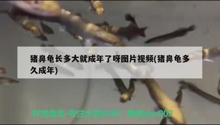 豬鼻龜多久能長大一點：關于豬鼻龜的養殖 豬鼻龜多久能長大一點：關于豬鼻龜的養殖 豬鼻龜百科 第7張