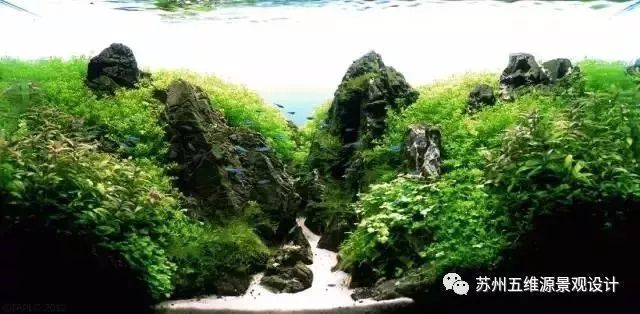 24魚缸造景：24小時不間斷的魚缸造景需要準備哪些材料