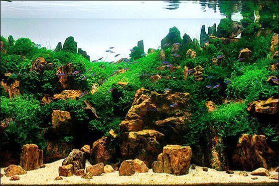 24魚缸造景：24小時不間斷的魚缸造景需要準備哪些材料