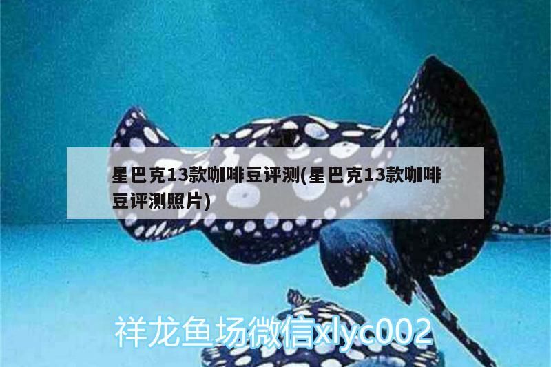 星巴克13款咖啡豆評測(星巴克13款咖啡豆評測照片)