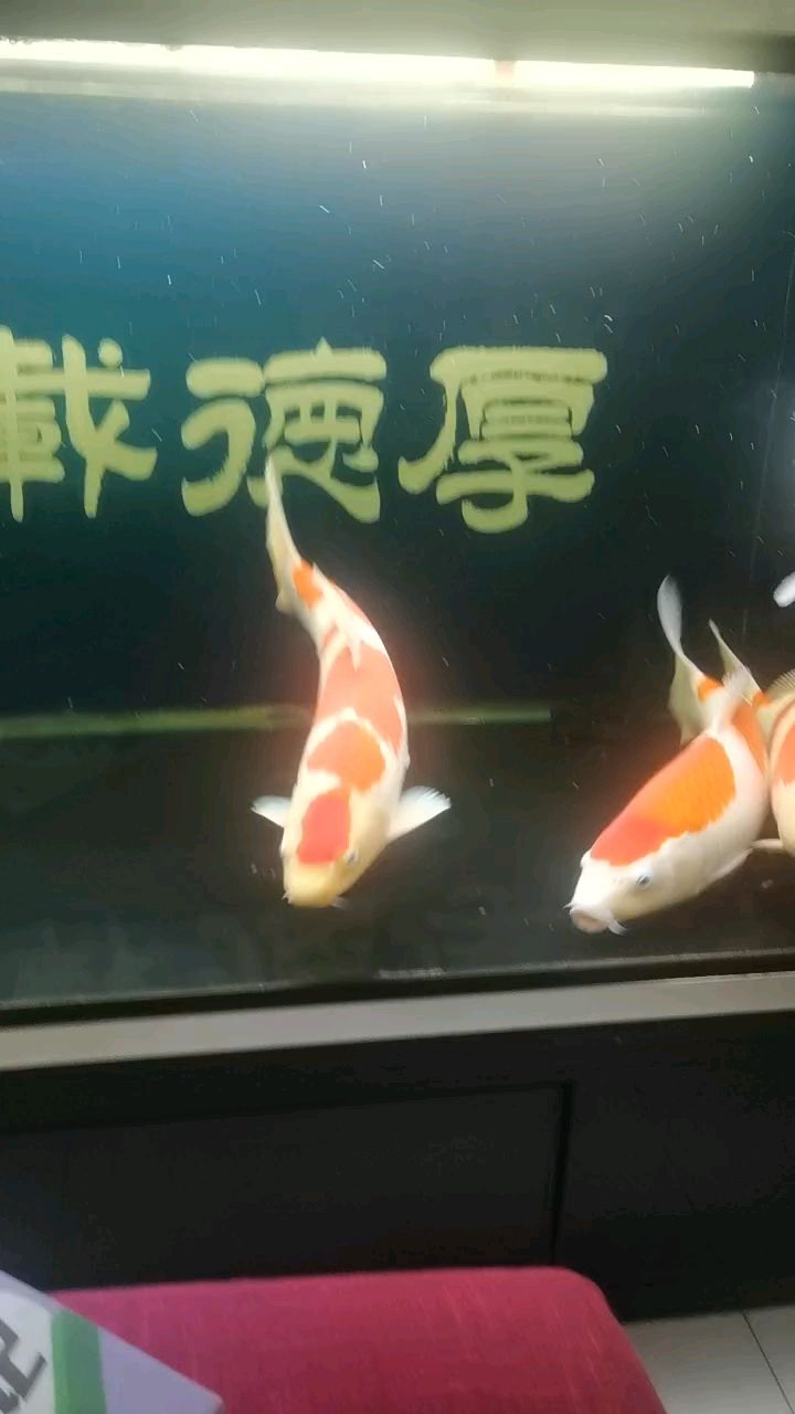 始于紅白，終于紅白。