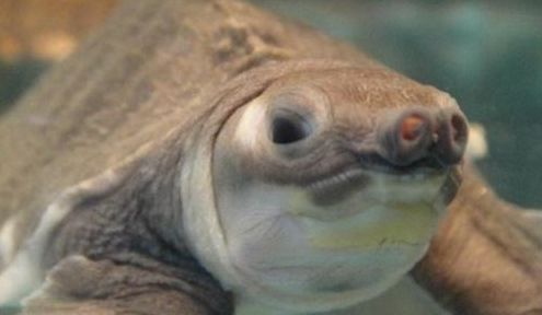 豬鼻龜皮膚潰爛需要清理：豬鼻龜爛甲腐皮怎么辦