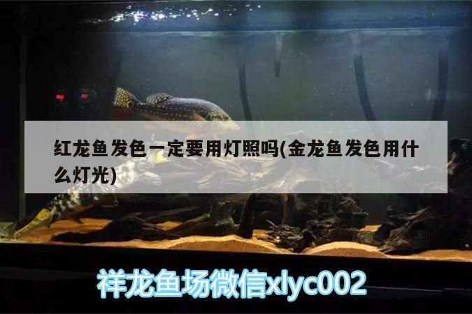 紅龍魚發色一定要用燈照嗎(金龍魚發色用什么燈光)