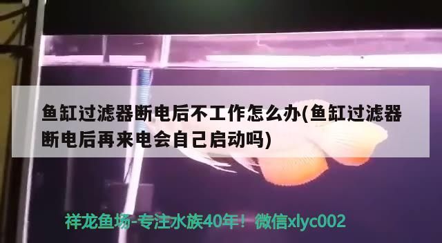 魚缸過濾器斷電后不工作怎么辦(魚缸過濾器斷電后再來電會自己啟動嗎)