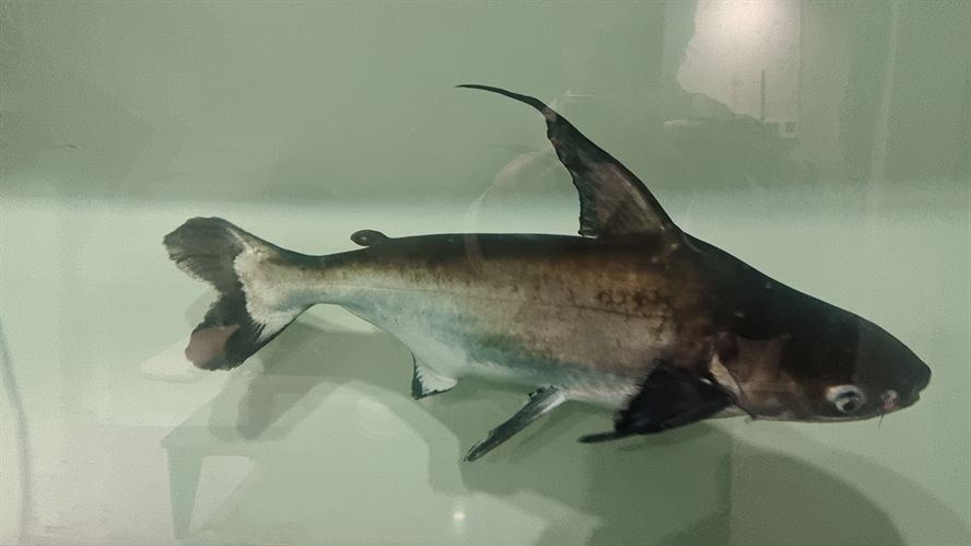 成吉思汗汗鯊
