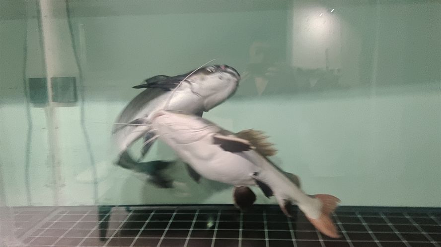成吉思汗汗鯊