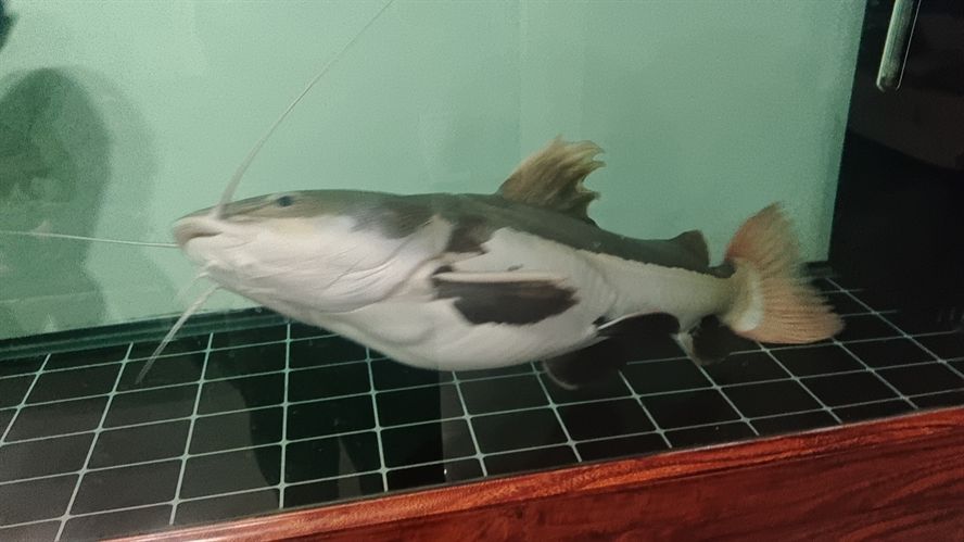招財(cái)貓