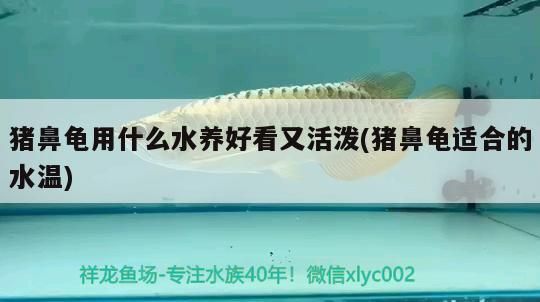 豬鼻龜用什么水養好看又活潑(豬鼻龜適合的水溫)
