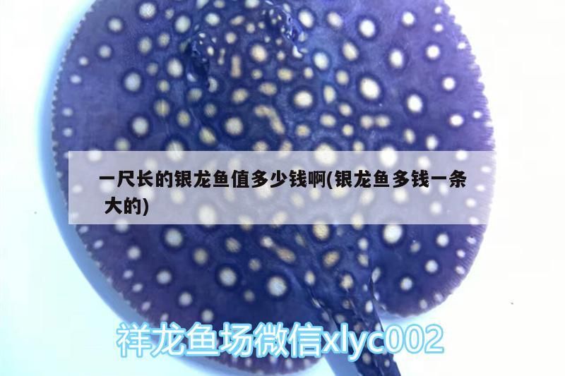 一尺長的銀龍魚值多少錢啊(銀龍魚多錢一條大的)