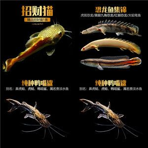 紅龍魚活體魚怎么喂：關于紅龍魚活體魚喂食的詳細信息