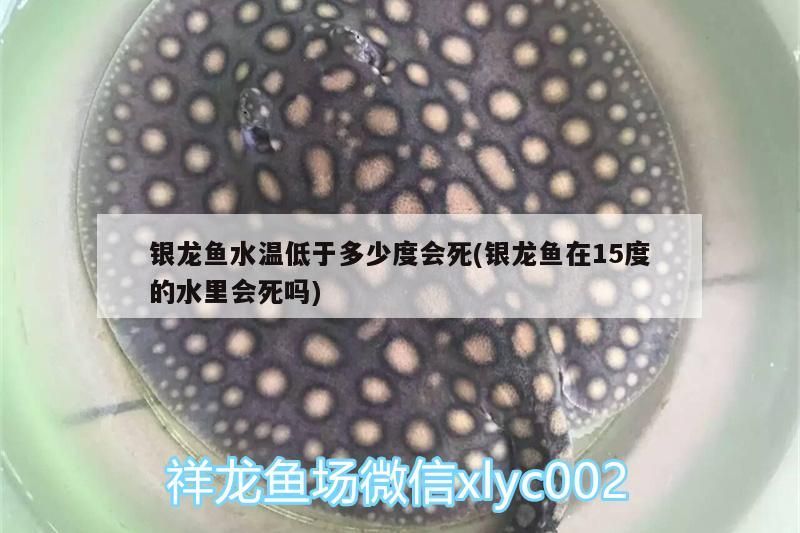 新到家的小虎魚(yú) 銀龍魚(yú)水溫低于多少度會(huì)死(銀龍魚(yú)在15度的水里會(huì)死嗎) 銀龍魚(yú)百科 銀龍魚(yú)水溫低于多少度會(huì)死(銀龍魚(yú)在15度的水里會(huì)死嗎) 銀龍魚(yú)水溫低于多少度會(huì)死(銀龍魚(yú)在15度的水里會(huì)死嗎) 銀龍魚(yú)百科